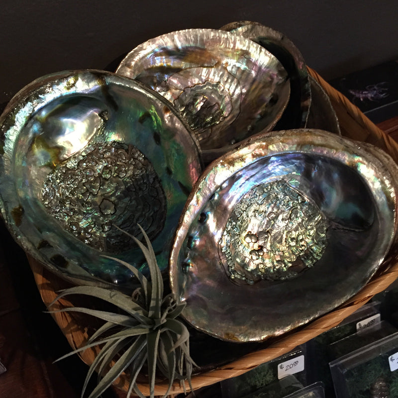 Abalone Shell - Curious Nature