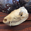 Opossum Skull
