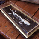 Articulated Lizard Skeleton - Curious Nature