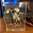 Bird Skeleton Paperweight - Curious Nature