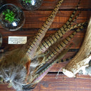 Pheasant Tail Feather