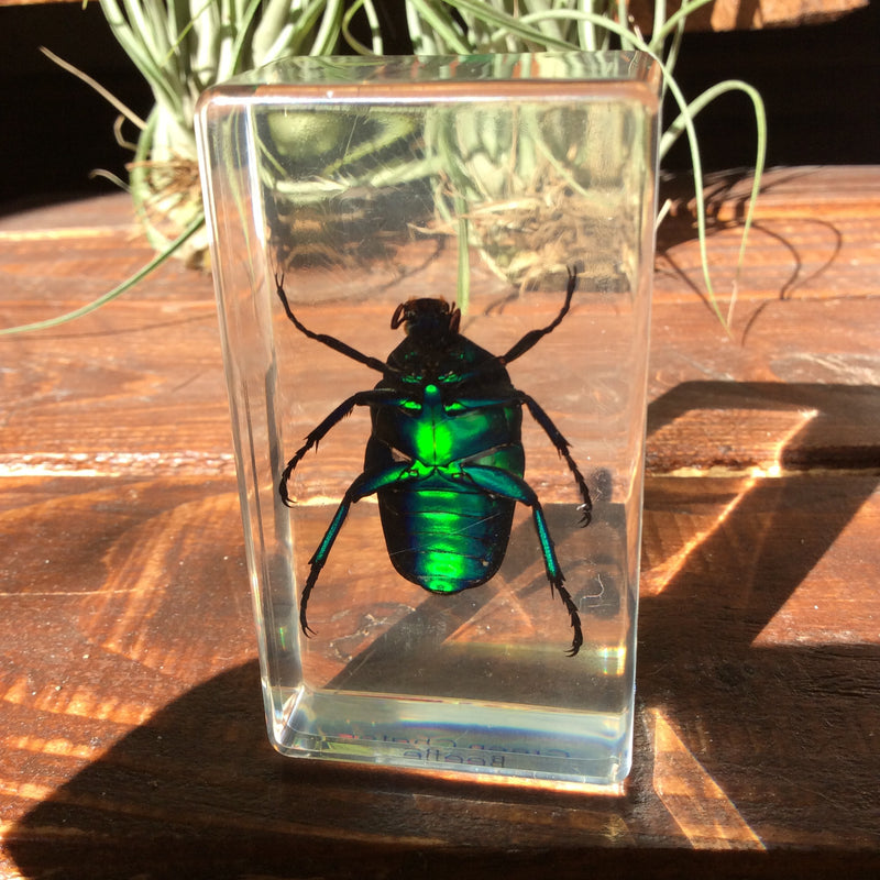 Green Chafer Beetle Paperweight