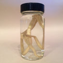 Pig Roundworm Wet Specimen