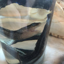 Garter Snake Wet Specimen