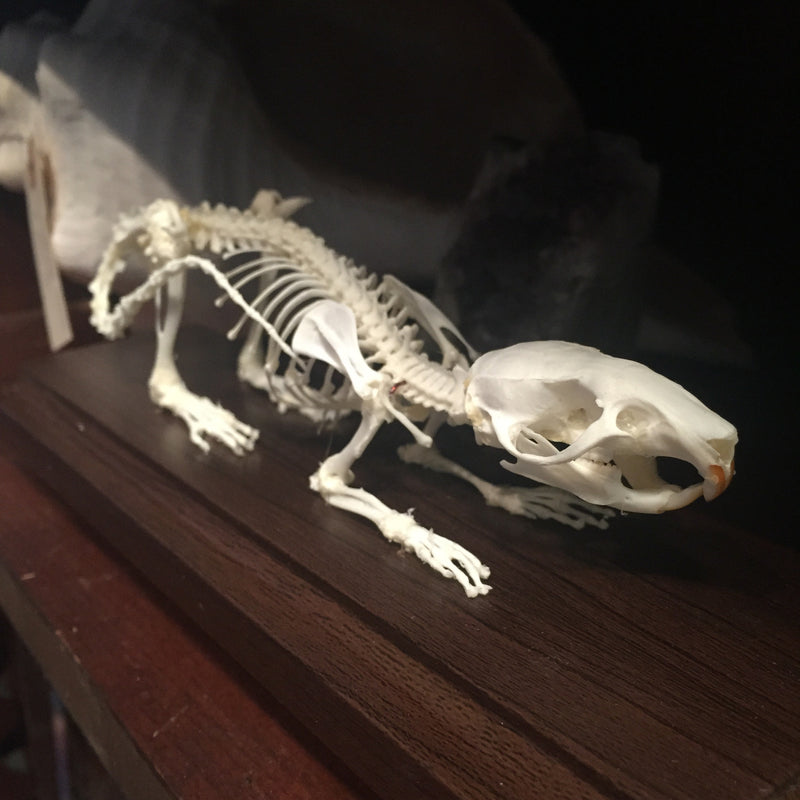 Articulated Rat Skeleton - Curious Nature
