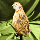 Coturnix Quail Mount