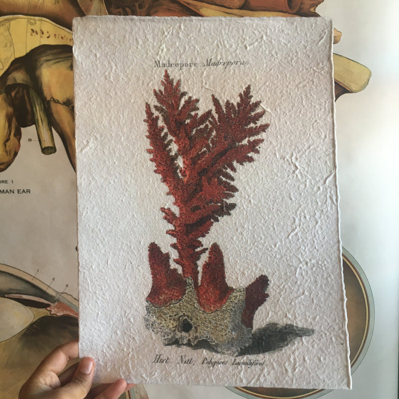Coral Paper Prints
