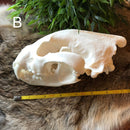 Wolverine Skull - Curious Nature