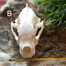 Wolverine Skull - Curious Nature