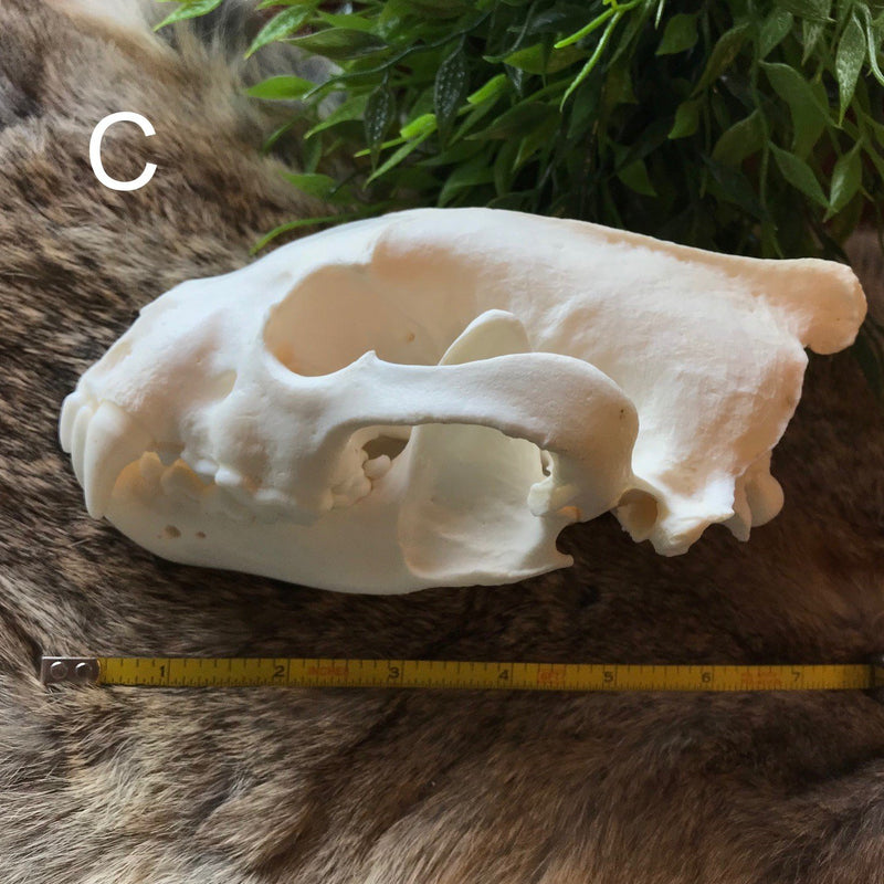 Wolverine Skull - Curious Nature