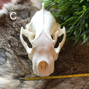 Wolverine Skull - Curious Nature