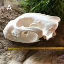 Wolverine Skull - Curious Nature