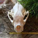 Wolverine Skull - Curious Nature