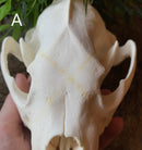 Wolverine Skull - Curious Nature
