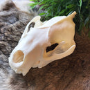 Wolverine Skull - Curious Nature