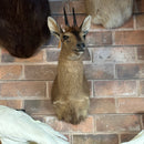 Gray Duiker Shoulder Mount