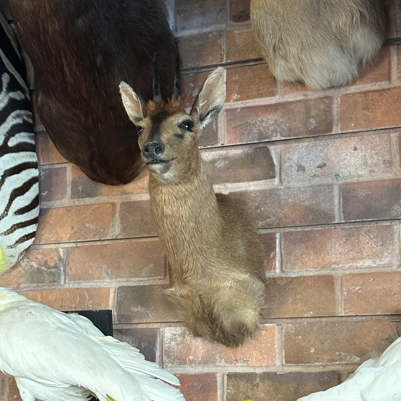 Gray Duiker Shoulder Mount