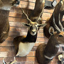 Indian Blackbuck Shoulder Mount