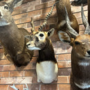 Indian Blackbuck Shoulder Mount