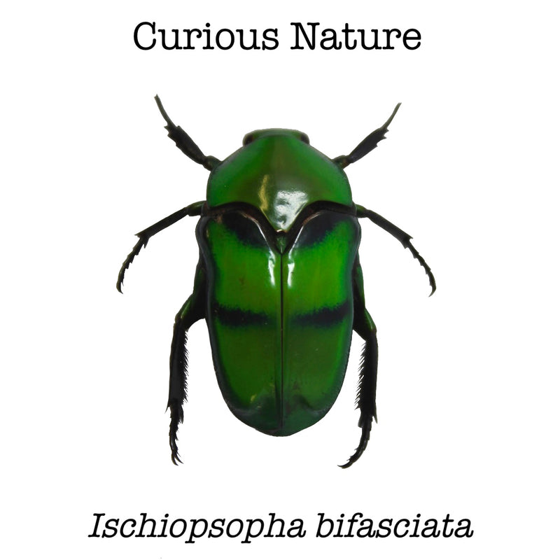 Ischiopsopha bifasciata