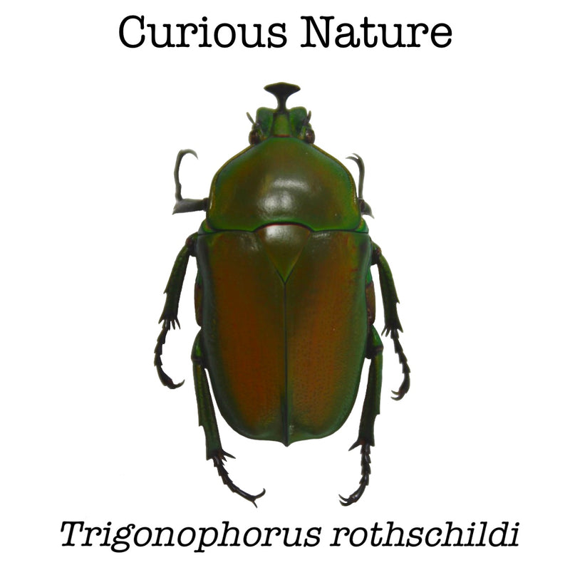 Trigonophorus rothschildi