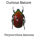 Torynorrhina flammea flammea (Red)