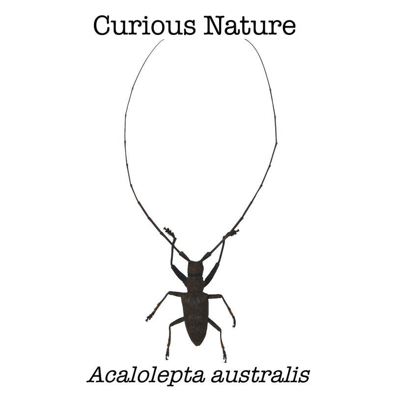 Acalolepta australis