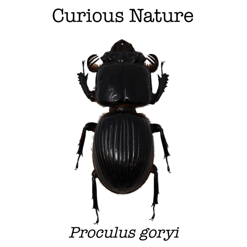 Proculus goryi