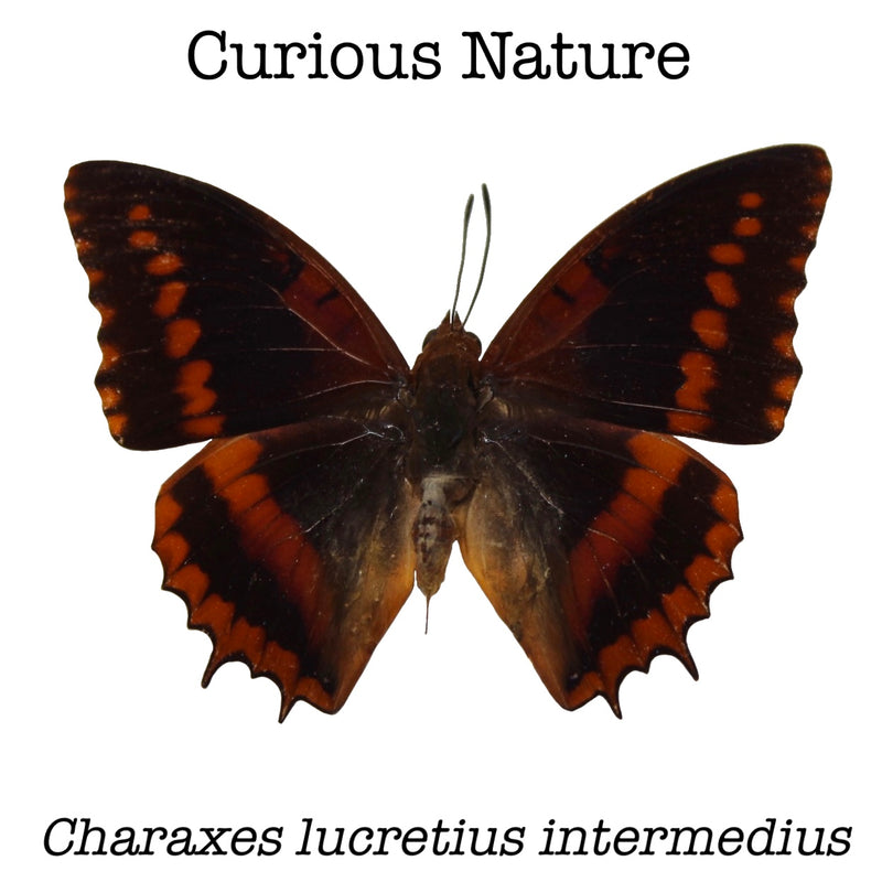 Charaxes lucretius intermedius