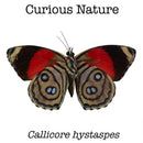 Callicore hystaspes