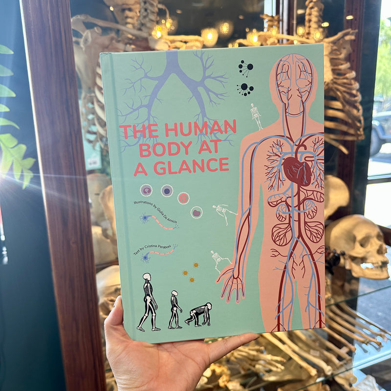 The Human Body at a Glance by Giulia De Amicis and Cristina Peraboni