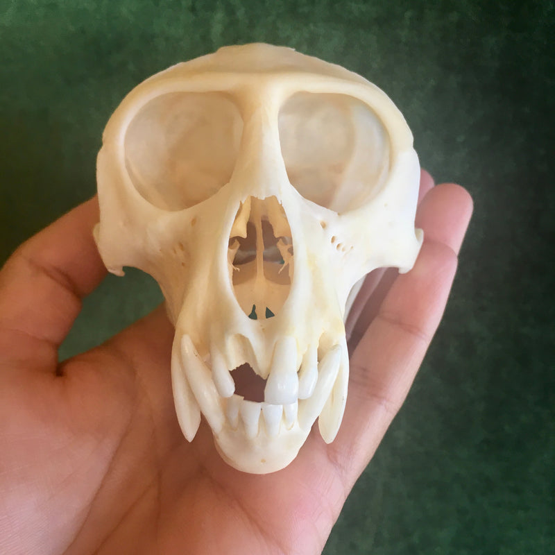 Male Vervet Monkey Skull GRADE B