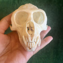 Male Vervet Monkey Skull GRADE B