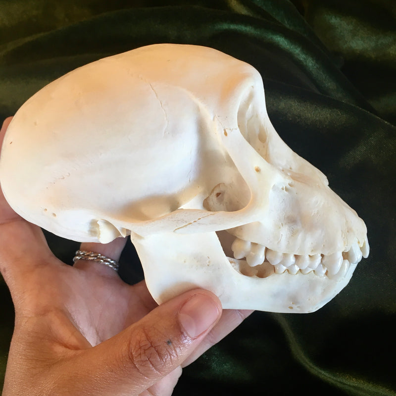 Juvenile Chacma Baboon Skull GRADE B