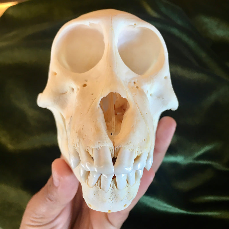 Juvenile Chacma Baboon Skull GRADE B