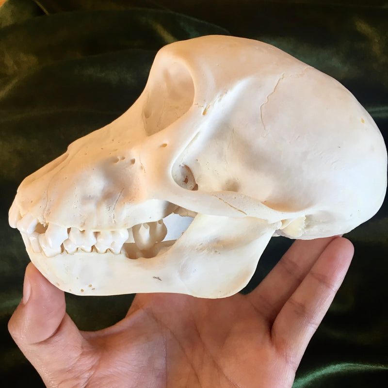 Juvenile Chacma Baboon Skull GRADE B