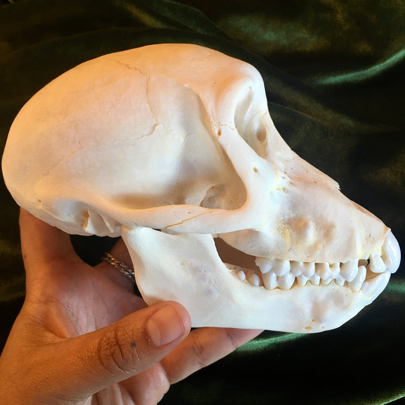 Juvenile Chacma Baboon Skull GRADE A