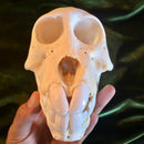 Juvenile Chacma Baboon Skull GRADE A