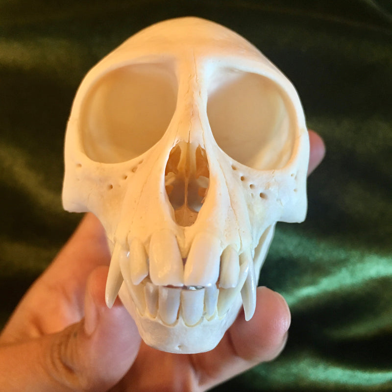 Male Vervet Monkey Skull GRADE A