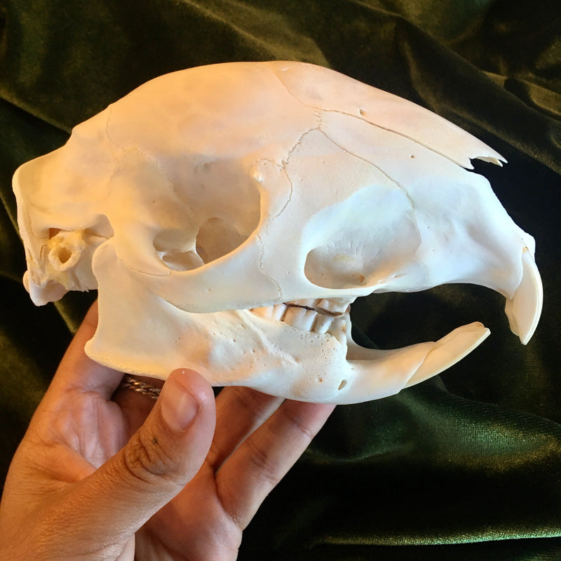 Cape Porcupine Skull