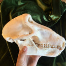 Chacma Baboon Skull ♂ GRADE B