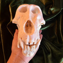 Chacma Baboon Skull ♂ GRADE B
