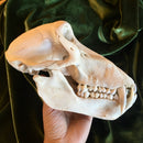 Chacma Baboon Skull ♂ GRADE B