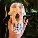 Chacma Baboon Skull ♂ GRADE B