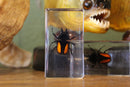 Small Invertebrate Paperweights - Curious Nature