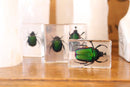 Small Invertebrate Paperweights - Curious Nature