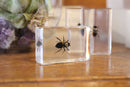 Small Invertebrate Paperweights - Curious Nature