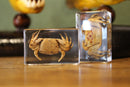 Small Invertebrate Paperweights - Curious Nature