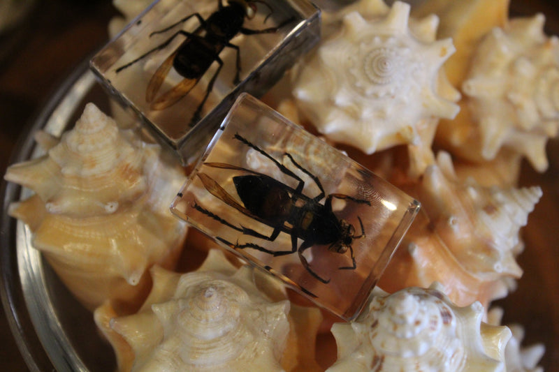 Small Invertebrate Paperweights - Curious Nature