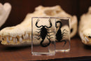 Small Invertebrate Paperweights - Curious Nature